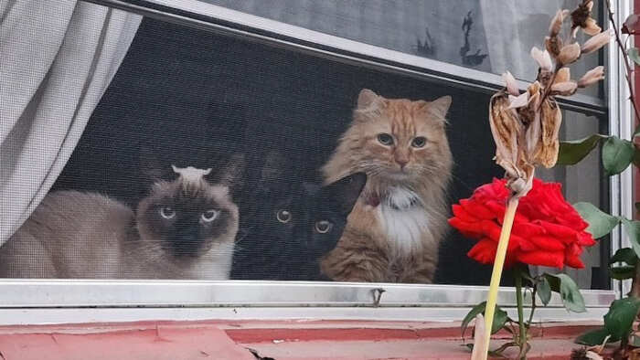 foto gatti alla finestra foto gatti alla finestra