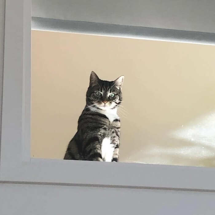 foto gatti alla finestra foto gatti alla finestra