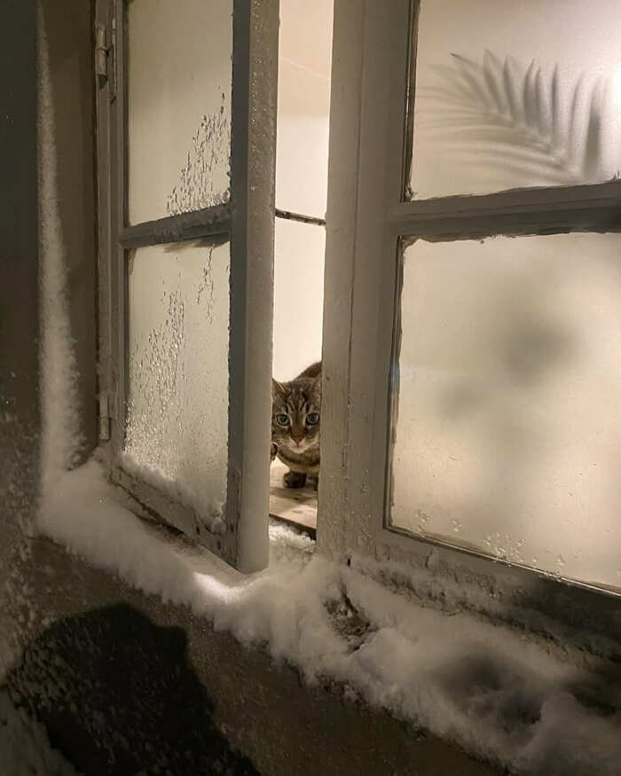 foto gatti alla finestra foto gatti alla finestra