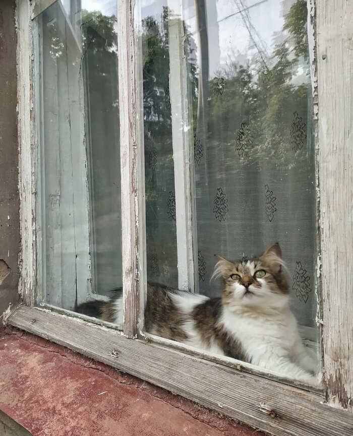 foto gatti alla finestra foto gatti alla finestra