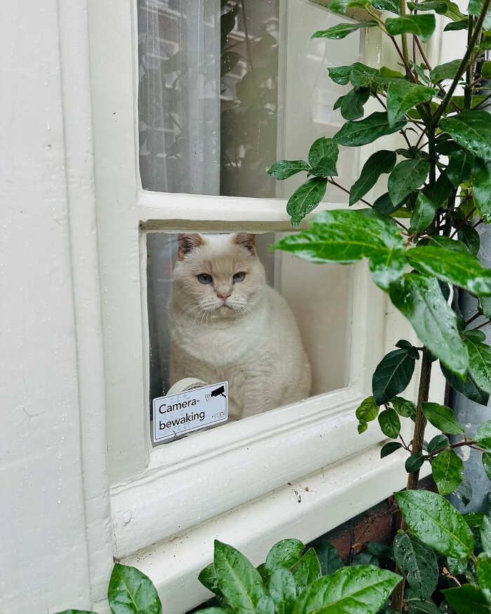foto gatti alla finestra foto gatti alla finestra