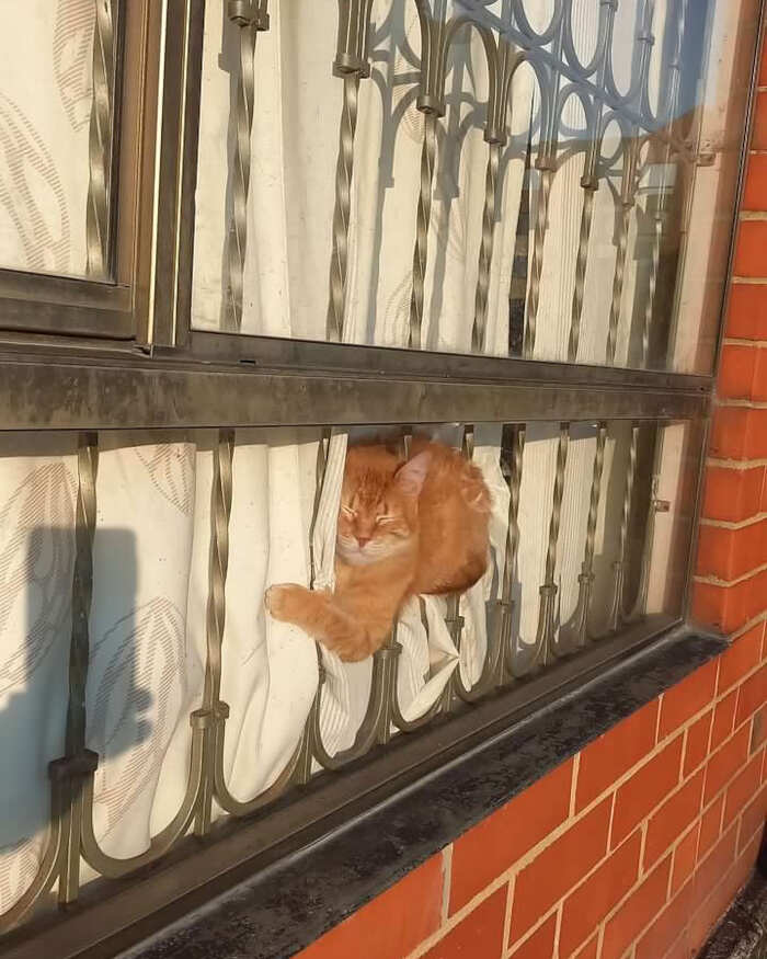 foto gatti alla finestra foto gatti alla finestra