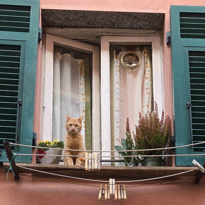 foto gatti alla finestra foto gatti alla finestra