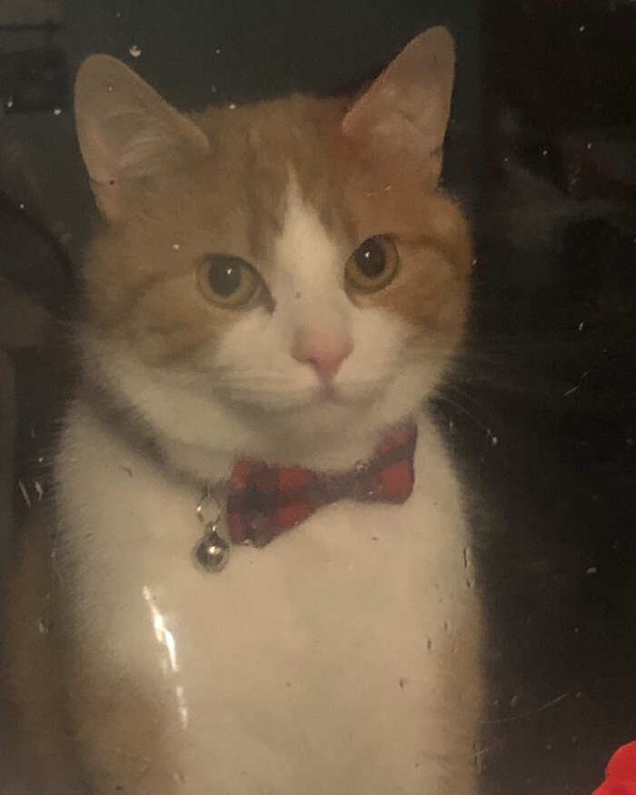 foto gatti alla finestra foto gatti alla finestra