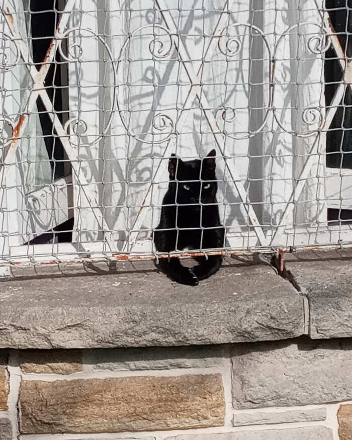foto gatti alla finestra foto gatti alla finestra