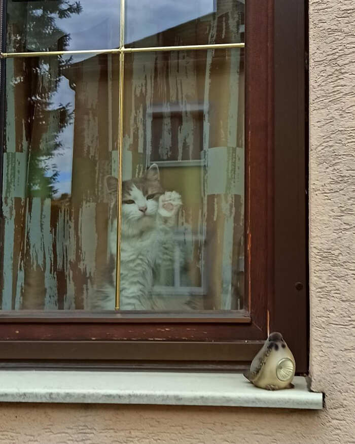 foto gatti alla finestra foto gatti alla finestra