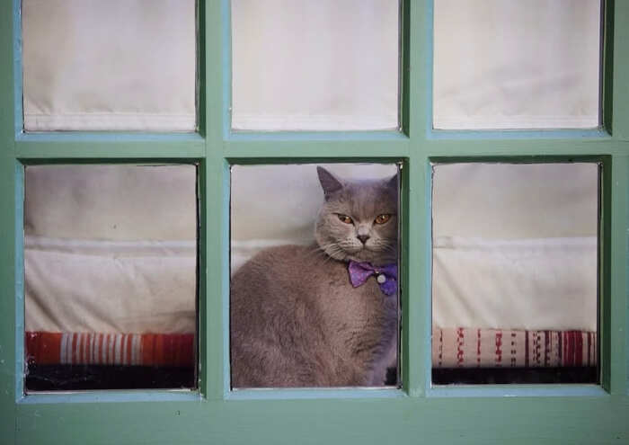 foto gatti alla finestra foto gatti alla finestra