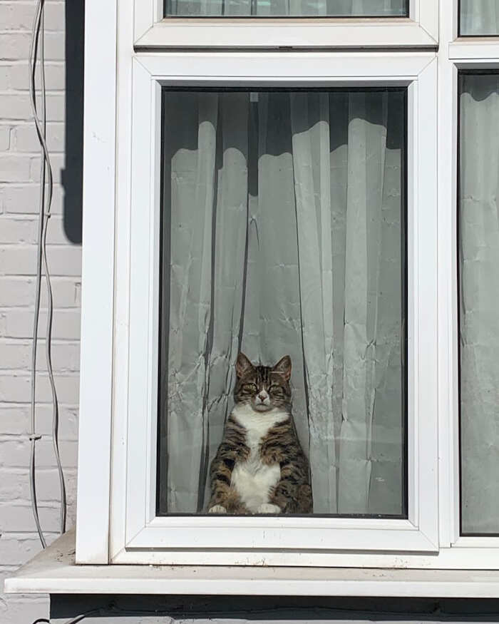 foto gatti alla finestra foto gatti alla finestra