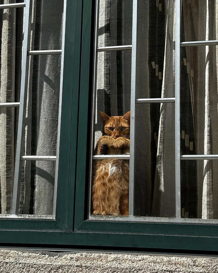 foto gatti alla finestra foto gatti alla finestra