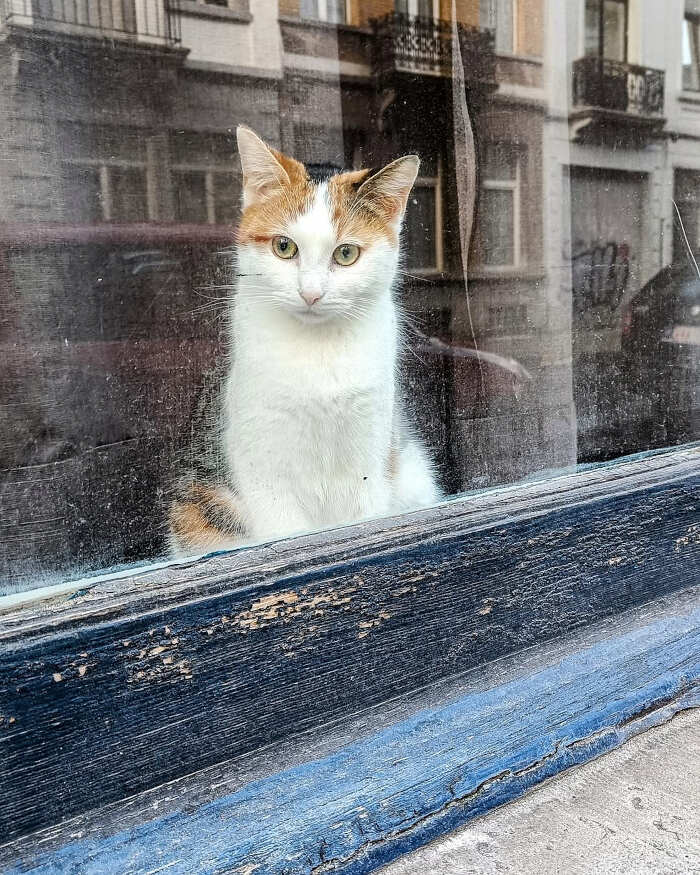 foto gatti alla finestra foto gatti alla finestra