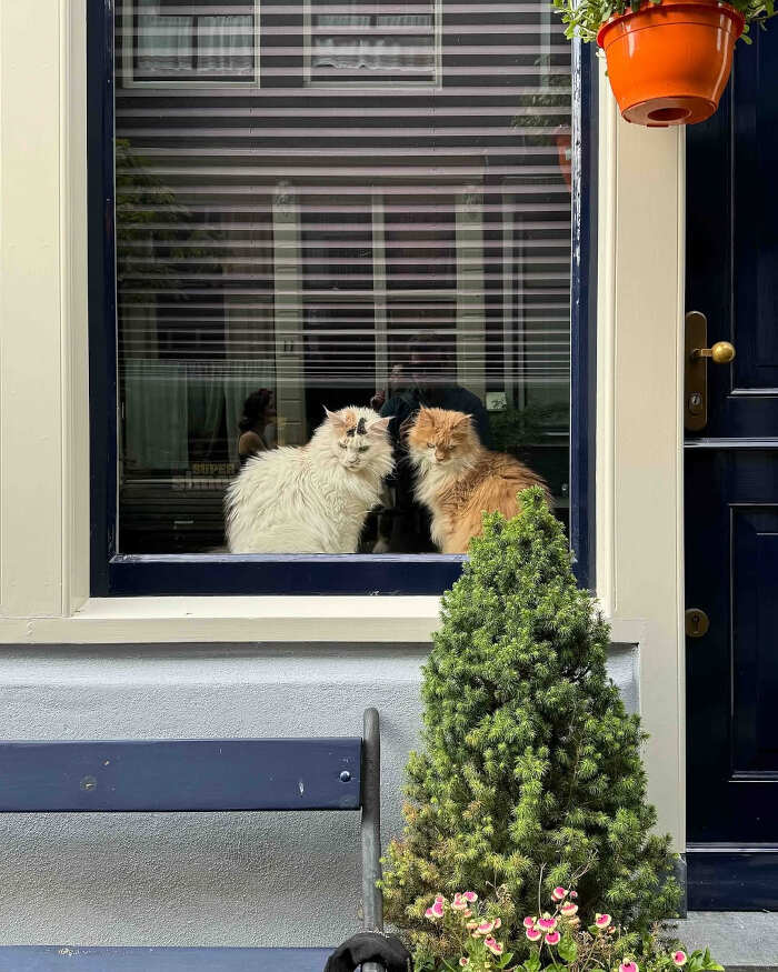foto gatti alla finestra foto gatti alla finestra