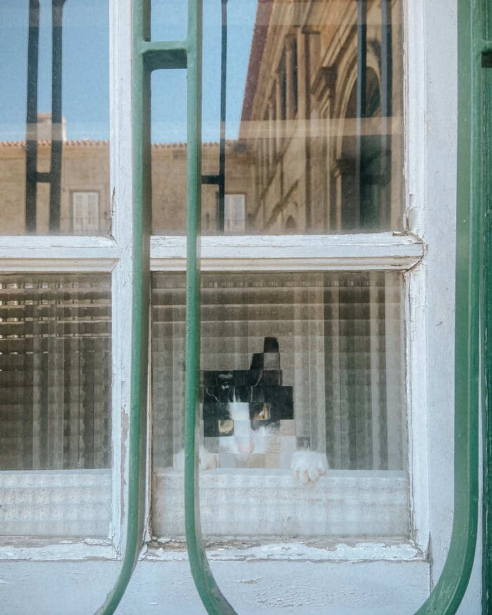 foto gatti alla finestra foto gatti alla finestra