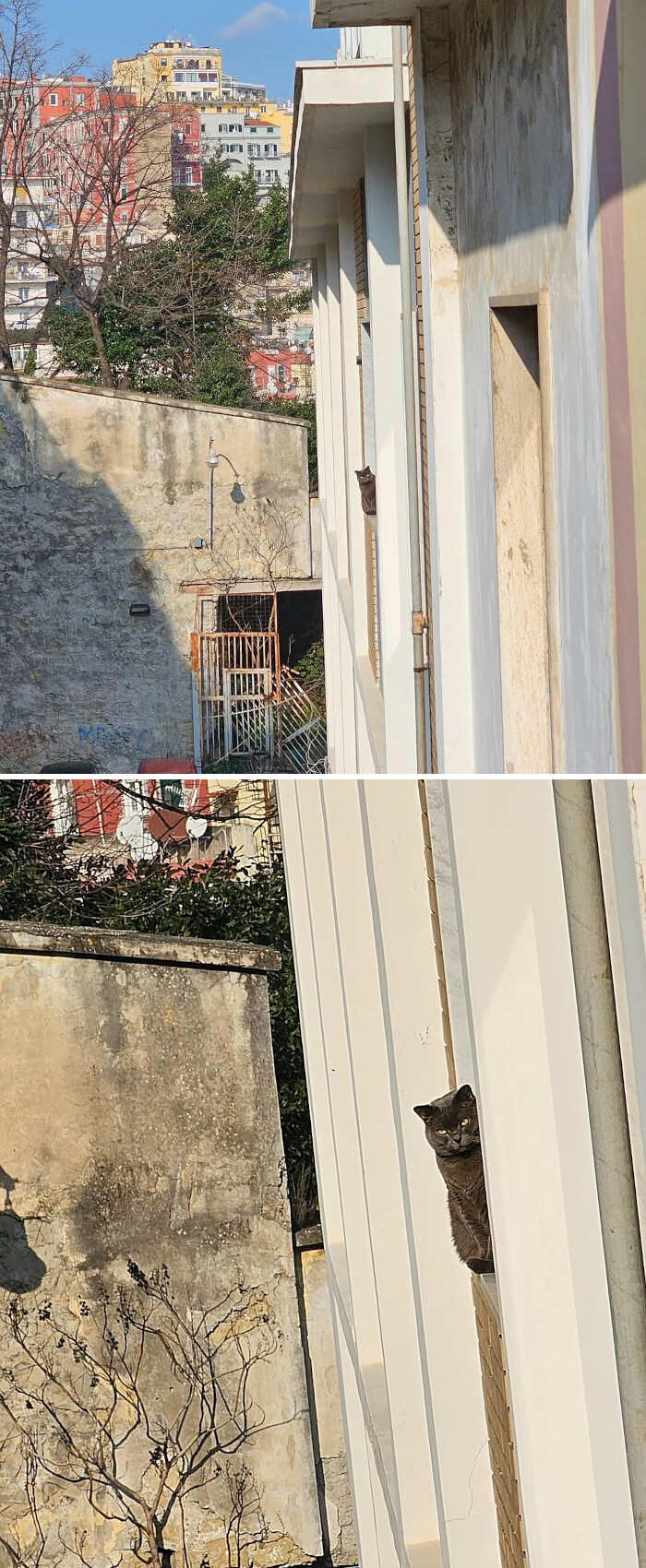 foto gatti alla finestra foto gatti alla finestra