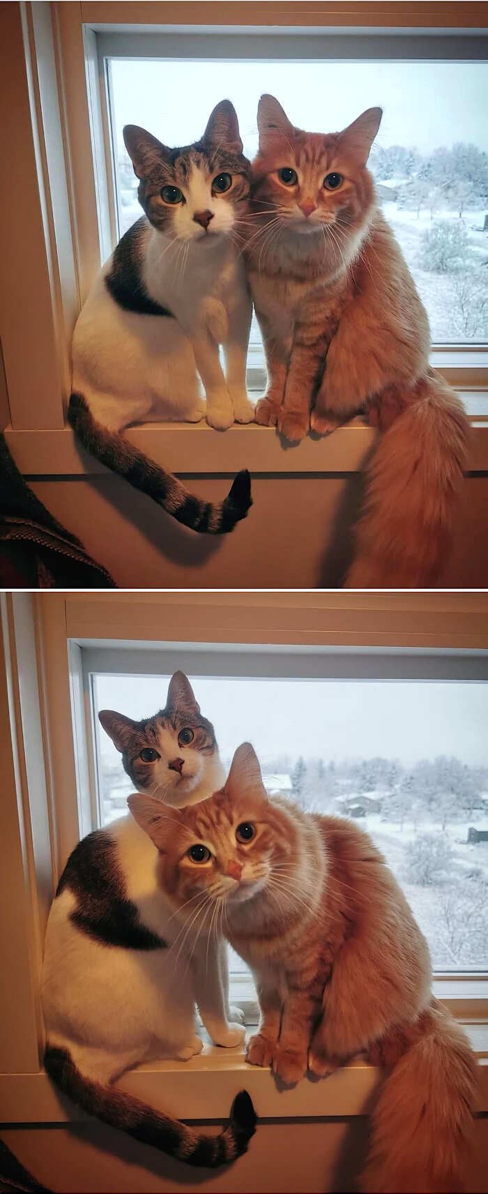 foto gatti alla finestra foto gatti alla finestra