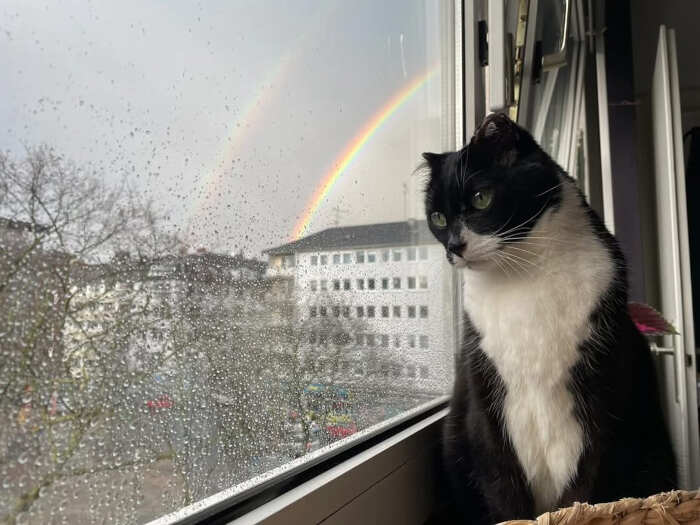 foto gatti alla finestra foto gatti alla finestra