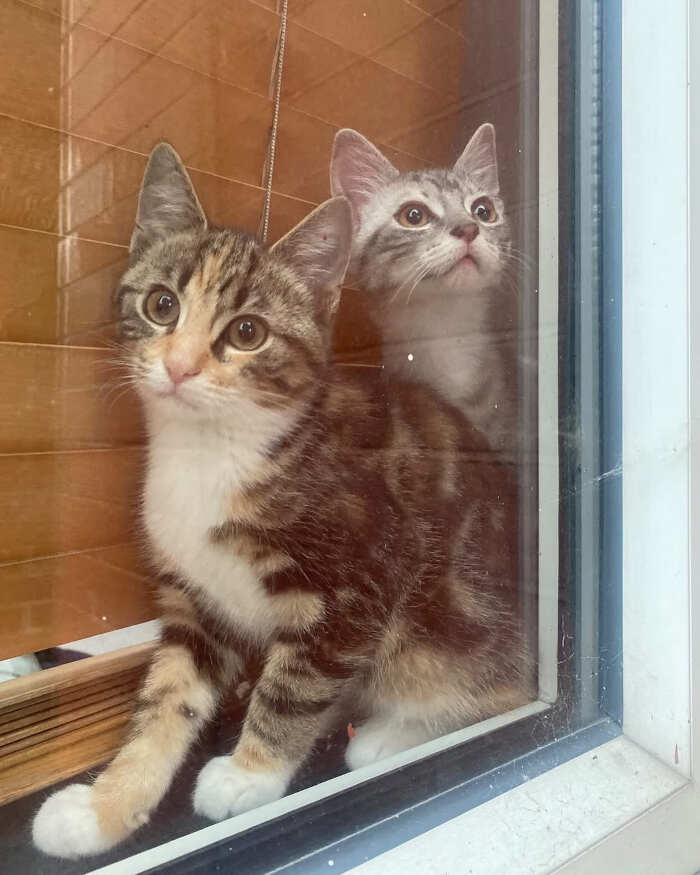 foto gatti alla finestra foto gatti alla finestra