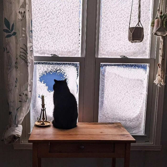 foto gatti alla finestra foto gatti alla finestra