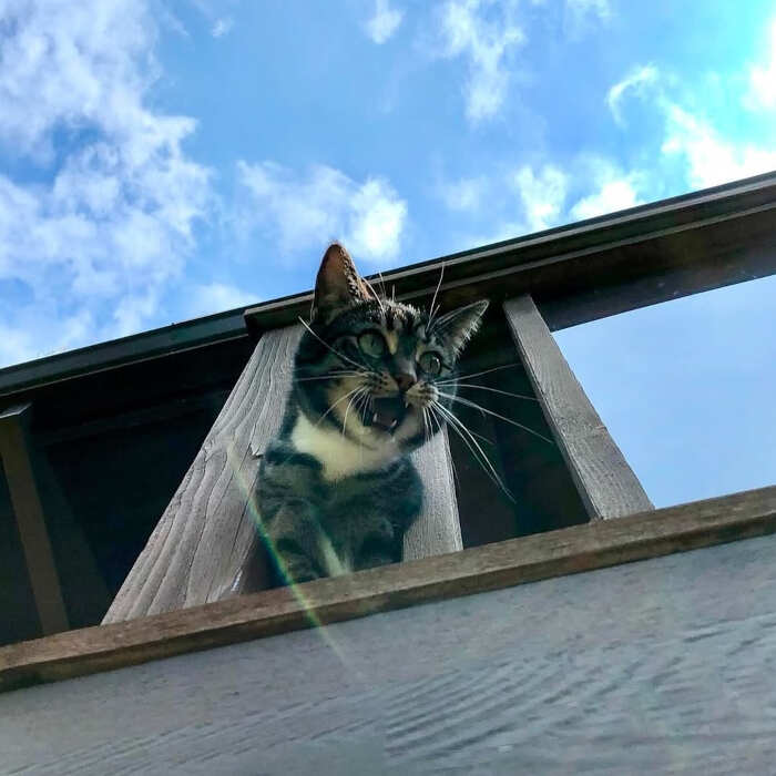 foto gatti alla finestra foto gatti alla finestra