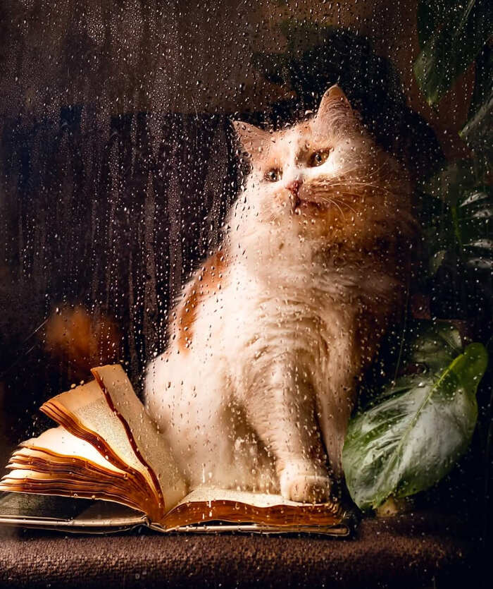 foto gatti alla finestra foto gatti alla finestra