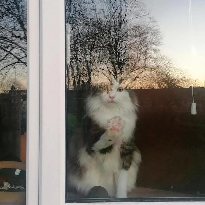 foto gatti alla finestra foto gatti alla finestra