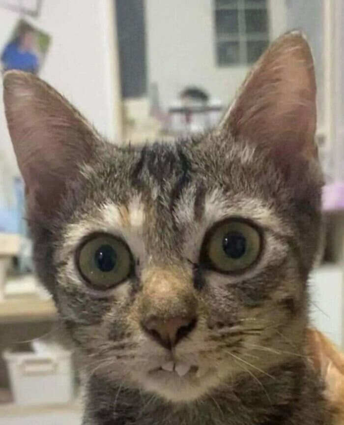 foto gatti buonumore foto gatti buonumore