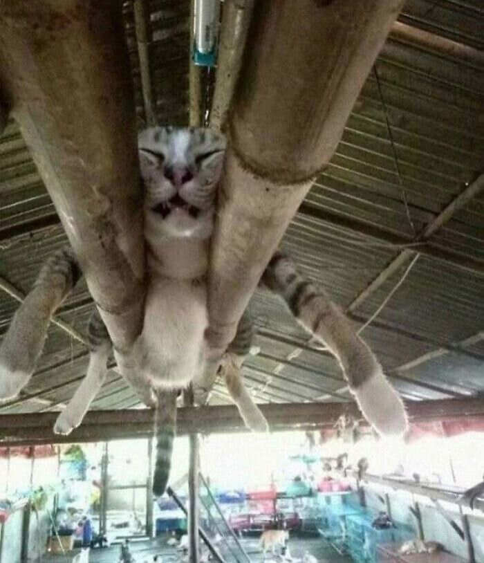foto gatti buonumore foto gatti buonumore
