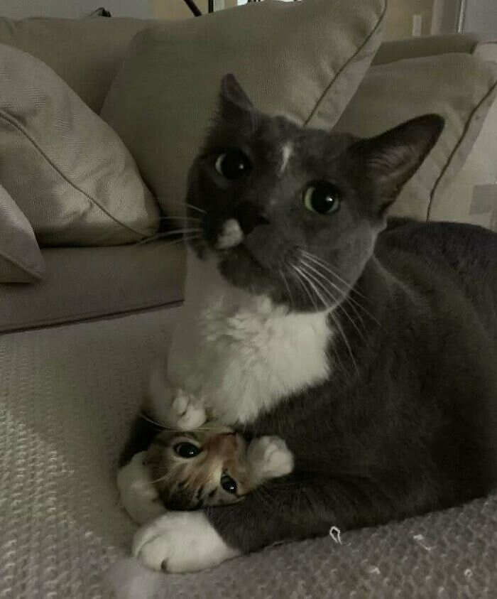 foto gatti buonumore foto gatti buonumore