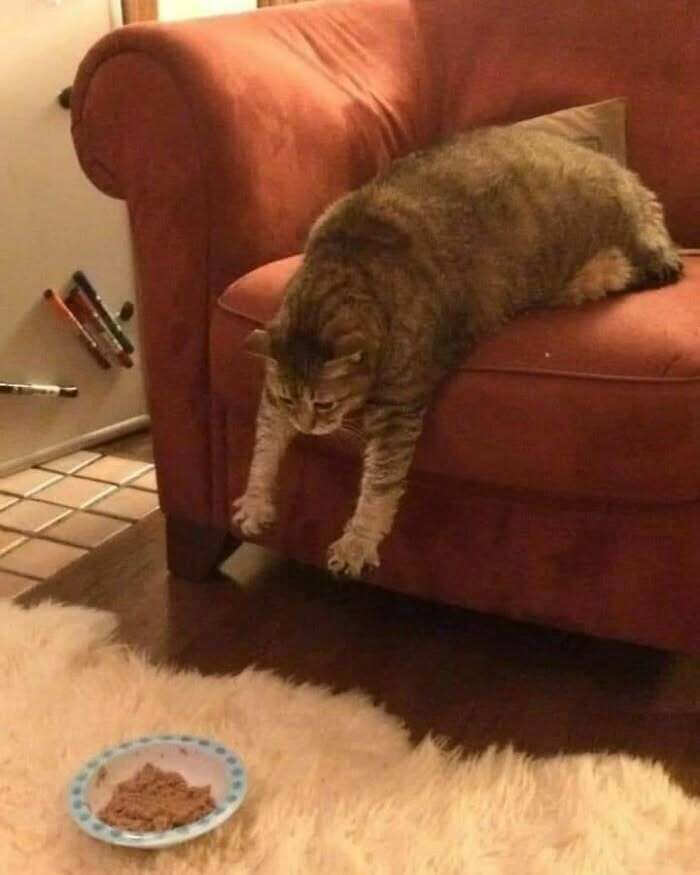 foto gatti buonumore foto gatti buonumore