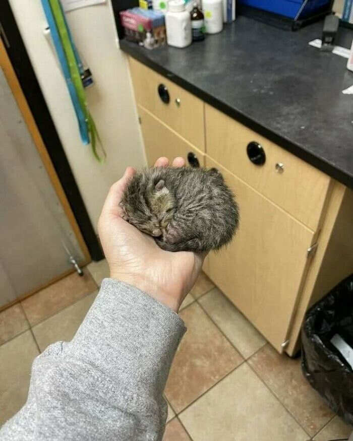 foto gatti buonumore foto gatti buonumore
