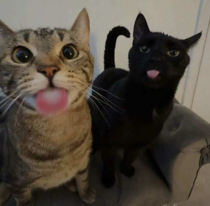 foto gatti buonumore foto gatti buonumore
