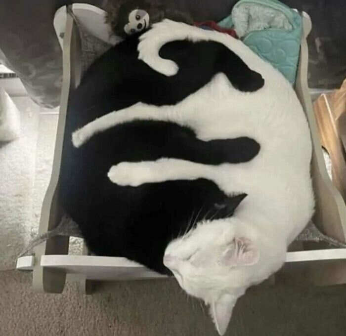 foto gatti buonumore foto gatti buonumore