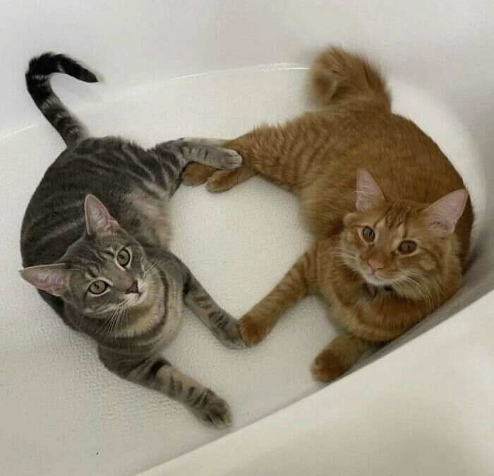 foto gatti buonumore foto gatti buonumore