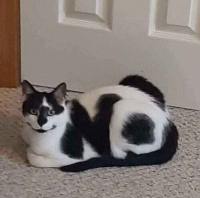 foto gatti buonumore foto gatti buonumore