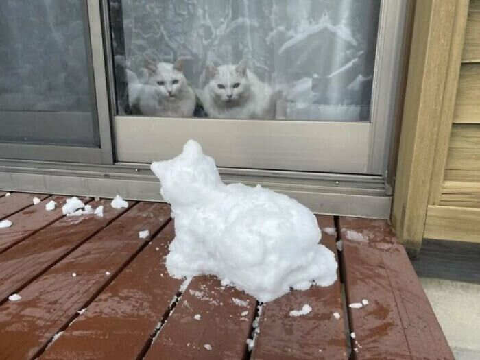 foto gatti buonumore foto gatti buonumore