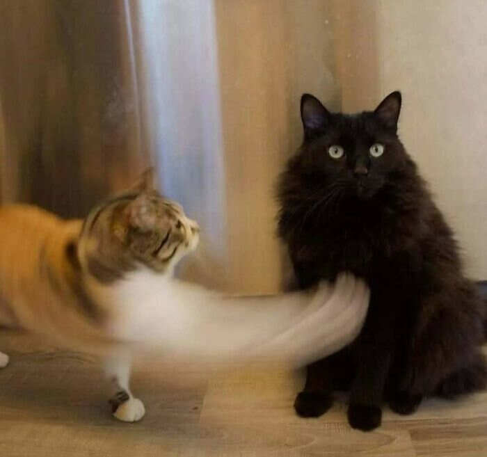 foto gatti buonumore foto gatti buonumore