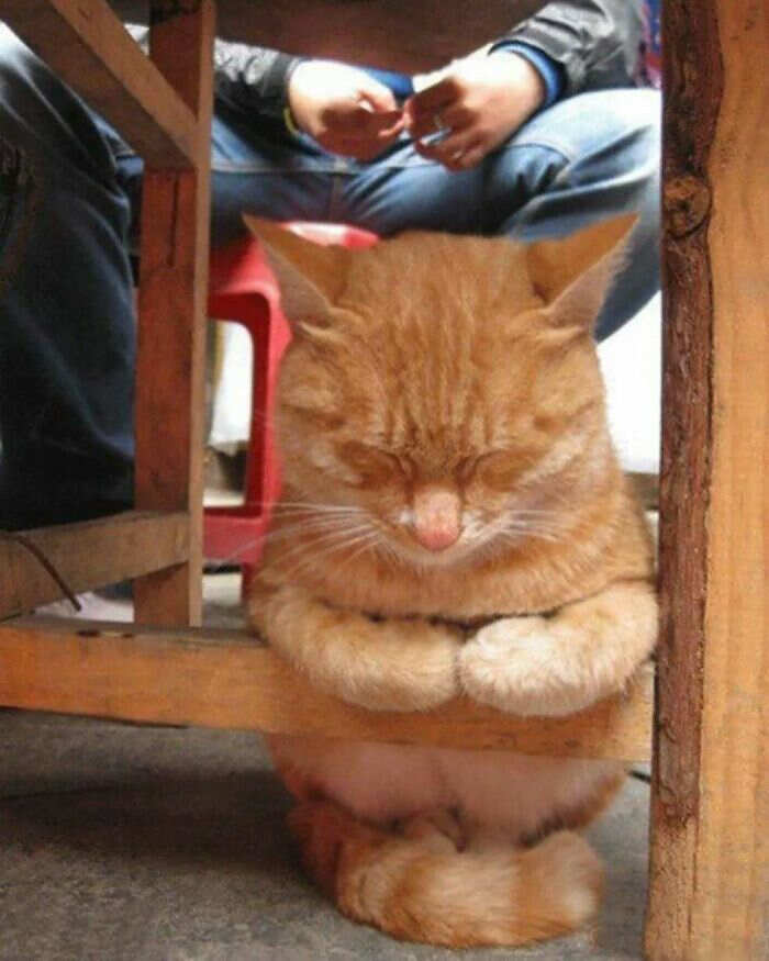 foto gatti buonumore foto gatti buonumore