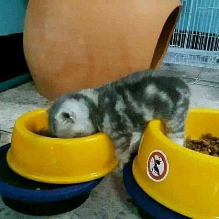 foto gatti buonumore foto gatti buonumore