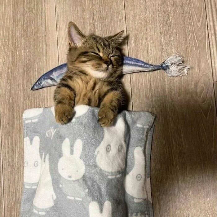 foto gatti buonumore foto gatti buonumore