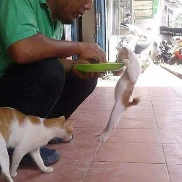 foto gatti buonumore foto gatti buonumore
