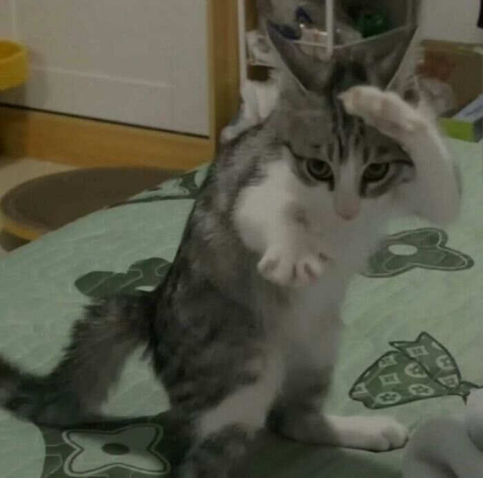 foto gatti buonumore foto gatti buonumore