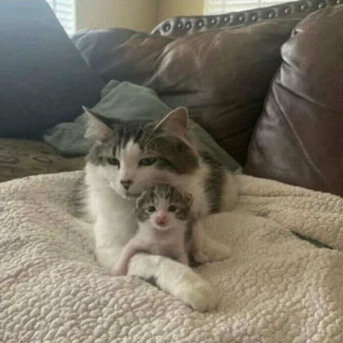 foto gatti buonumore foto gatti buonumore