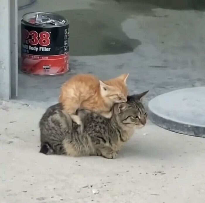 foto gatti buonumore foto gatti buonumore