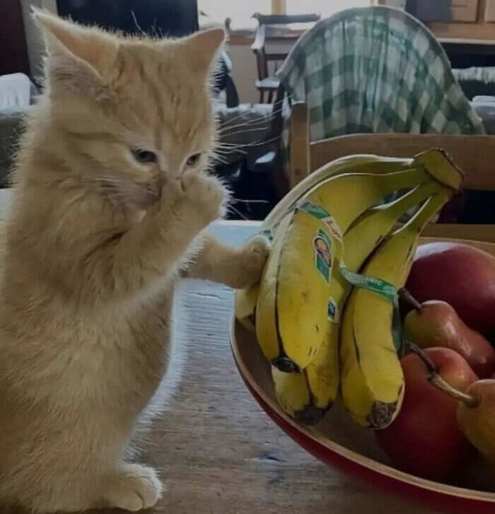 foto gatti buonumore foto gatti buonumore