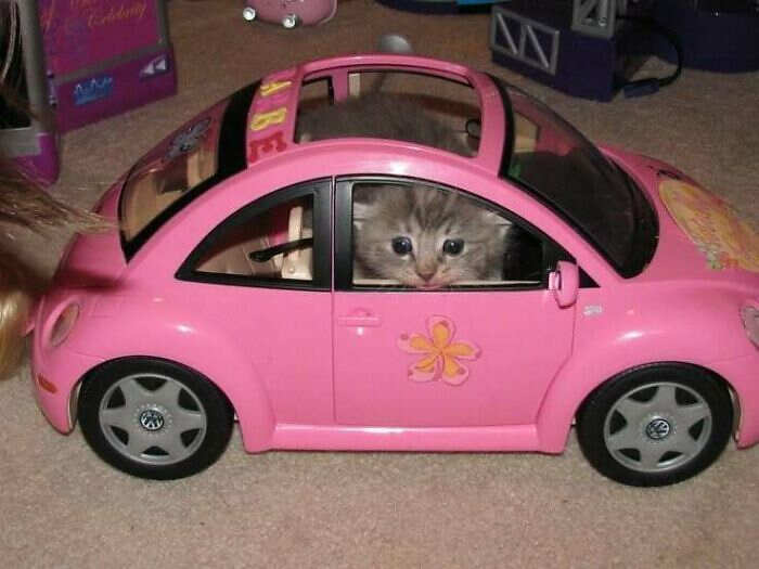 foto gatti buonumore foto gatti buonumore