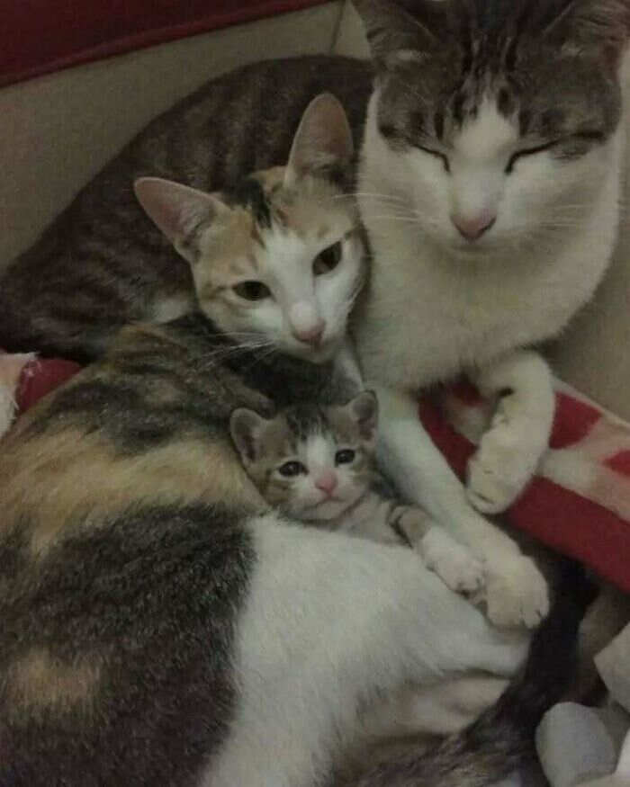 foto gatti buonumore foto gatti buonumore