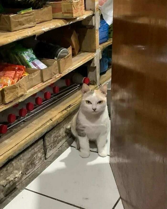foto gatti buonumore foto gatti buonumore