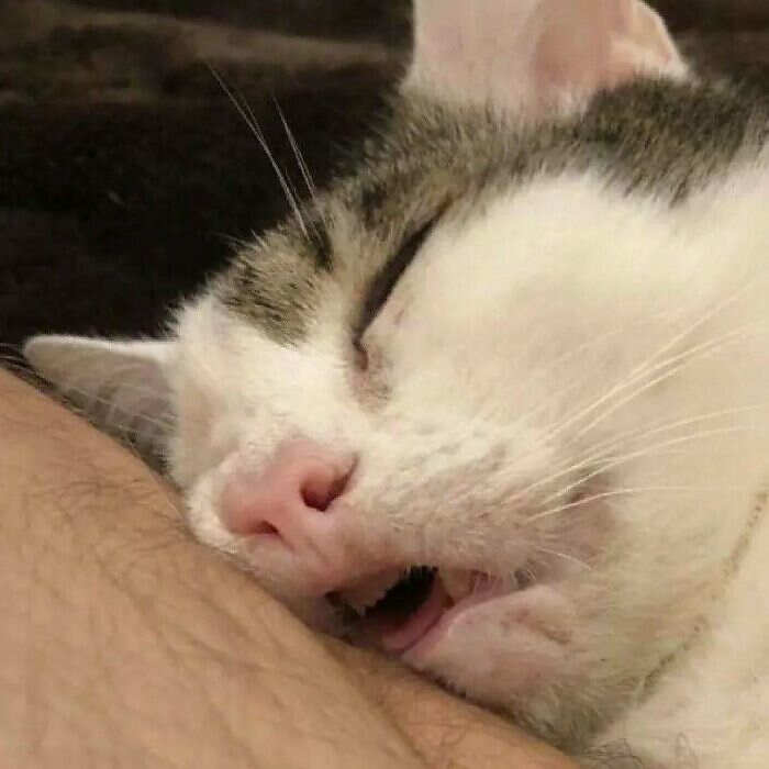 foto gatti buonumore foto gatti buonumore