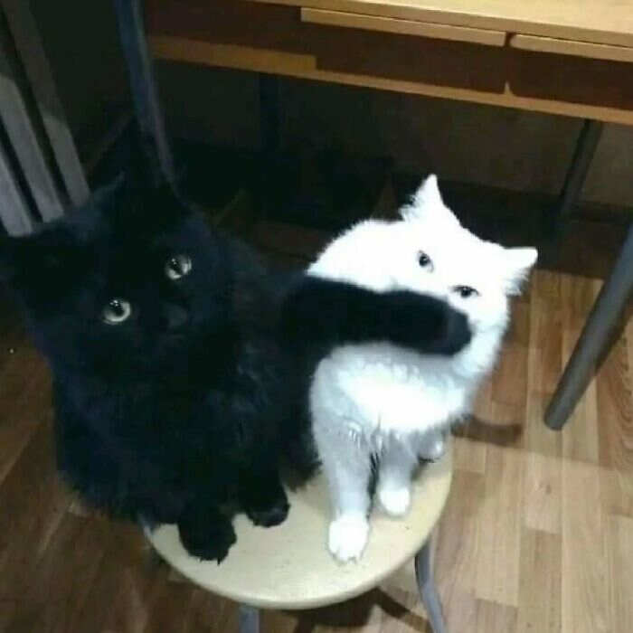 foto gatti buonumore foto gatti buonumore