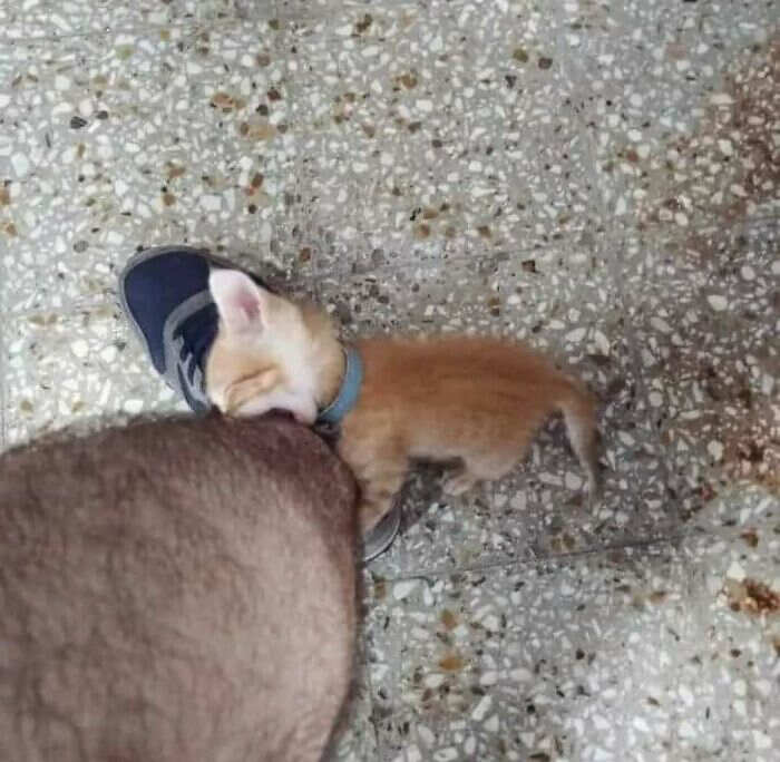 foto gatti buonumore foto gatti buonumore