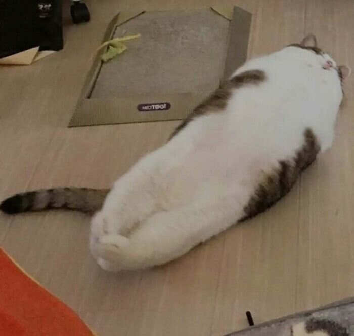 foto gatti buonumore foto gatti buonumore